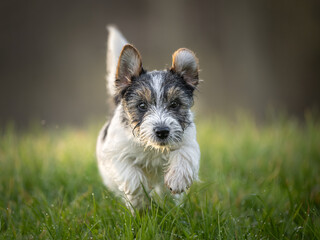 Cute puppy 15 weeks old is running fast on a green meadow. Breed  small Jack Russell Terrier baby...