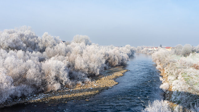 Snow-covered branches of trees by the river. 