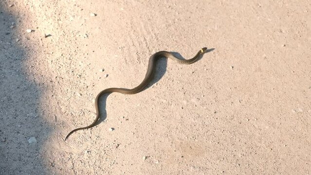 The Grass Snake, Natrix natrix, the Ringed Snake or Water Snake in the family Colubridae. View from Above. Non Venomous Snake Crawling Along the Ground on a Gravel Road, Sticking Out its Forked Tongue