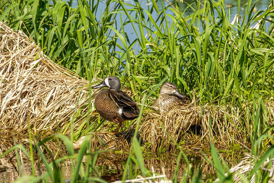 nesting ducks in grass