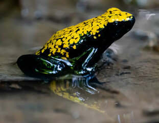Amazon poison dart frog mirroring its image in the water
