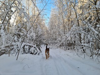 dog in winter forest