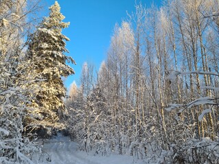 trees in snow