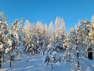 trees in the snow