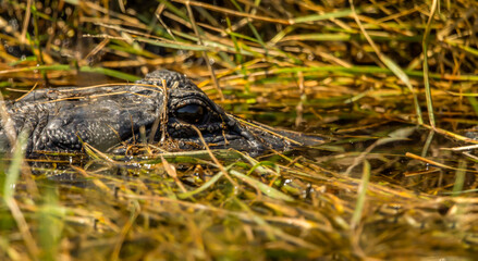 An alligator lurking in a marshy waters near the space center in cape Canaveral, FL. Digitally enhanced. Elements of this image furnished by NASA.	