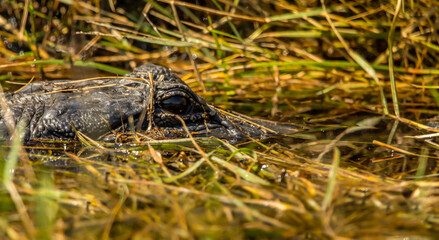 An alligator lurking in a marshy waters near the space center in cape Canaveral, FL. Digitally...