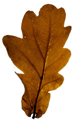 Backlit, isolated Quercus robur or English oak leaf in autumn, close up