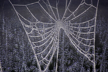 Gefrorenes Spinnennetz im Winter