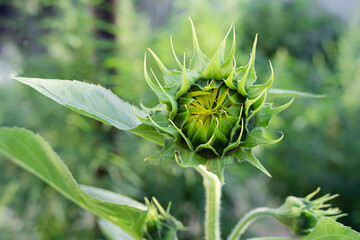 Not a blooming sunflower bud on a summer day. Sunflower on a blurred background, close-up, sunflower development phase.