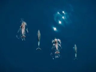 Schilderijen op glas Aerial view of Bottlenose dolphins in blue sea water. Aquatic animals in Black sea © artifirsov