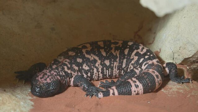 Gila monster (Heloderma suspectum) resting in the shade