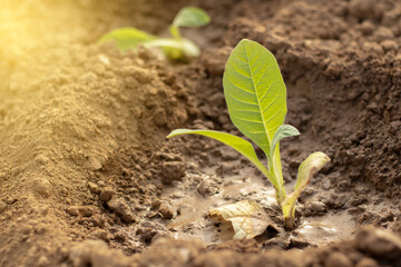 Saplings planted first day in tobacco field, tobacco seedlings green leave of tobacco, tobacco season agriculture background. Growth plant concept.