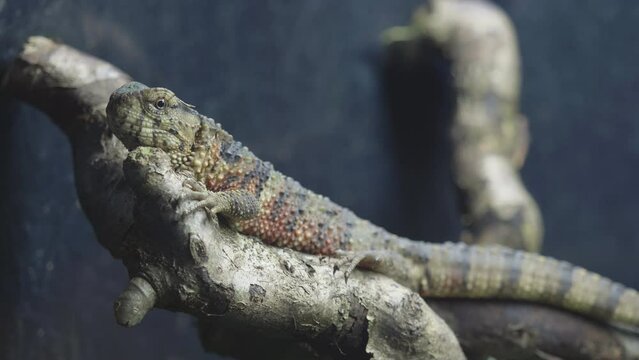 Chinese crocodile lizard (Shinisaurus crocodilurus) resting on branch