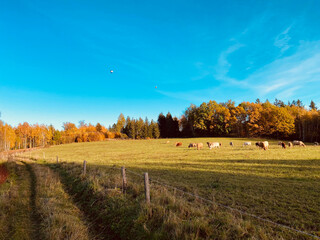 autumn landscape with trees