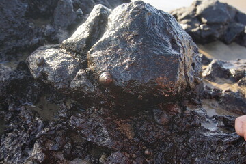 Sea snails, atlantic, ocean, coast of Lanzarote, Puerto del Carmen, November 2022, sony a6000