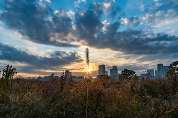 View of pigeon grass with other plants and sunrise in the background