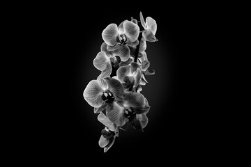 Fototapeta na wymiar my Orchid flower