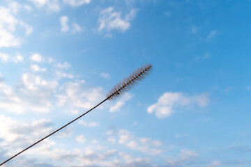 View of pigeon grass with the sky and some clouds in the background