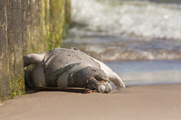 dead seal, drowned in fishing nets, seal on the sea shore