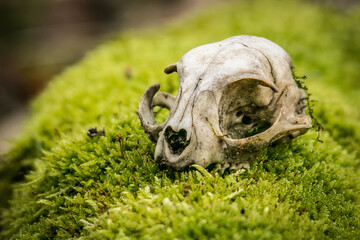 skull on the moss
