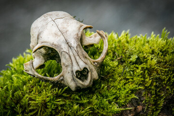 skull in the grass