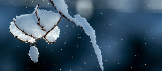 snow falling on a small branch on a blue background with in midwinter