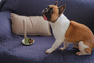 young french bulldog sitting on sofa, holiday mood and comfort zone concept