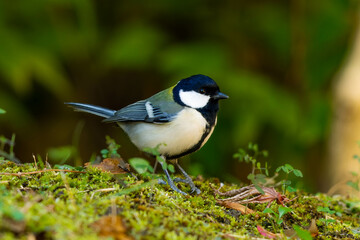 苔生す木陰のシジュウカラ