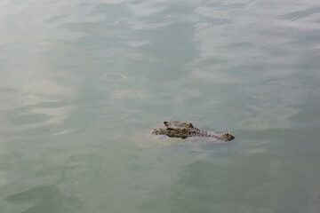 Close up head crocodile is show head in river