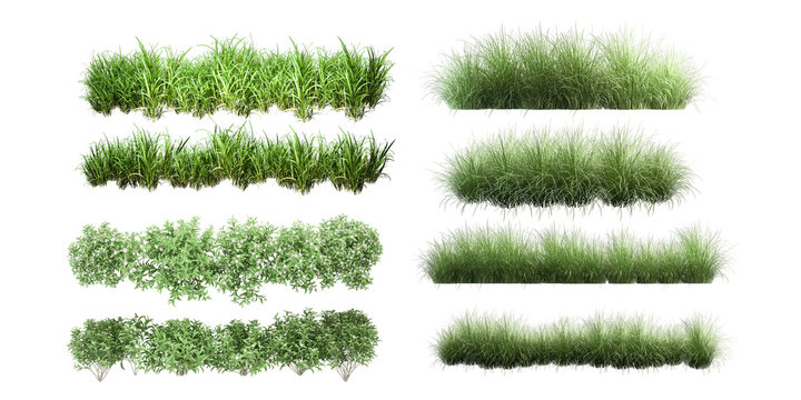 grass isolated