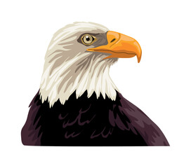 eagle bald wild animal