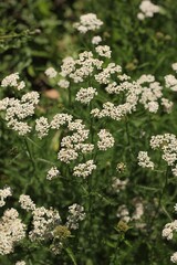 flowers in the garden