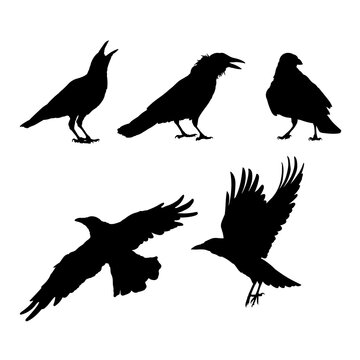 Set of silhouettes of black crows vector design