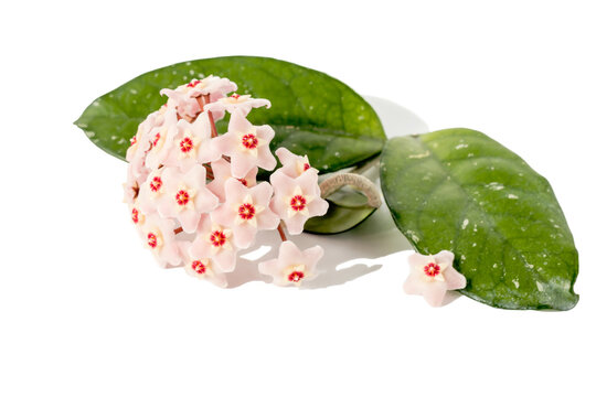 Flower arrangement of exotic succulent Hoya carnosa or wax ivy with pink inflorescences on a white isolated background.