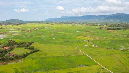 Fototapeta na wymiar Aerial view over green lush paddy field at the sunset valley Langkawi, Malaysia. Blue sky with white clouds on the horizon. Endless rice field, agriculture on the tropical malaysian island Langkawi