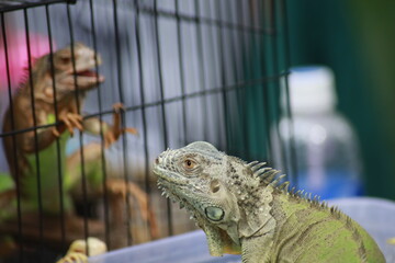 Iguana outside the cage looking to another iguana inside a cage