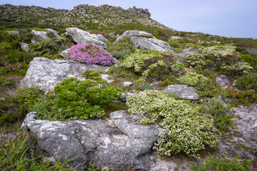 Flowers and vegetation in landscape near cape of good hope, Table mountain national park, South Africa.