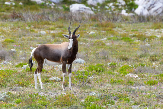 Blesbok or Bontebok (Damaliscus pygargus) standing in grass, cape of good hope, Table mountain national park, South Africa.