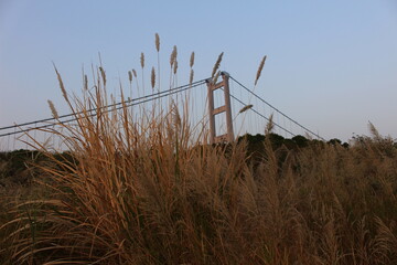 Fototapeta premium reeds in the wind