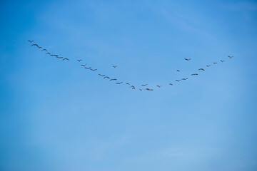 A flock of birds flies in a V shape. on the background of the blue sky