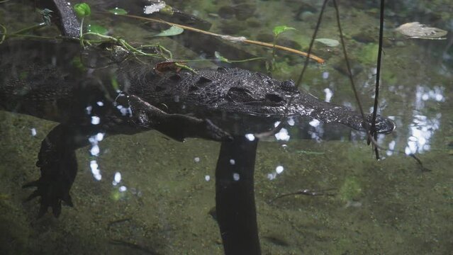 Alligator floating at the surface of the water