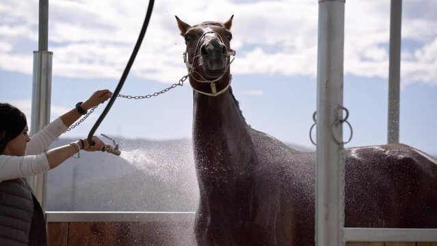 Female horse keeper cleaning the horse with the water in a stall on the countryside ranch, jockey taking care of her animal