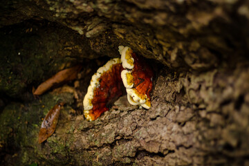 Sao Paulo, SP, Brazil - January 23 2021: Tail mushroom on fallen tree in the forest details.