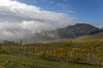 Fototapeta premium View of vineyards in autumn in Piedmont, Italy