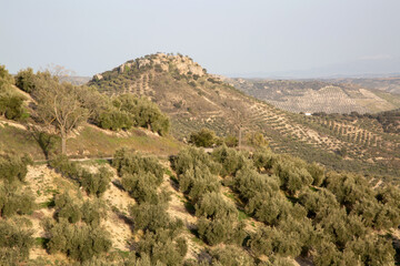Fototapeta na wymiar Olive Trees in Sierra Magina National Park, Jaen, Spain