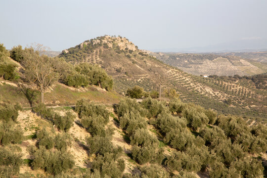 Olive Trees in Sierra Magina National Park, Jaen, Spain