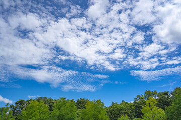 夏の公園から見る青い空