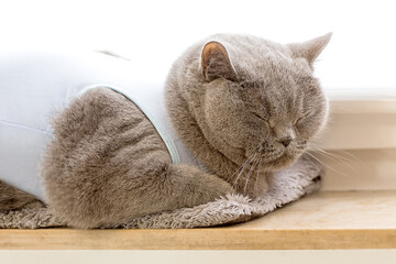 The domestic gray British Shorthair cat in after surgery wear lies on the windowsill at home and...