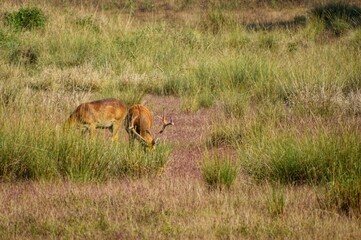deer-antelope