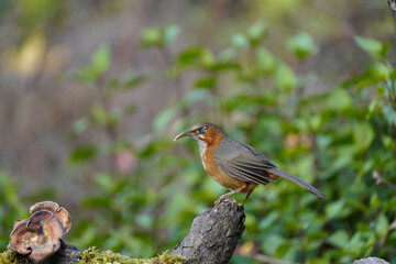 Rusty-cheeked Scimitar-babbler posing on a branch